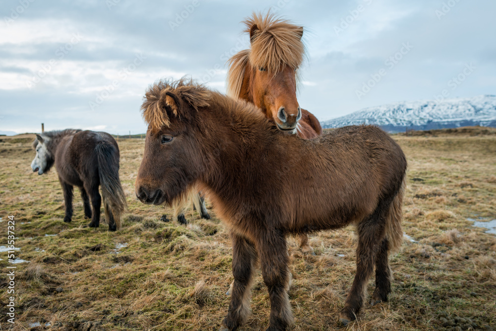 Portrait of beautiful Icelandic horses