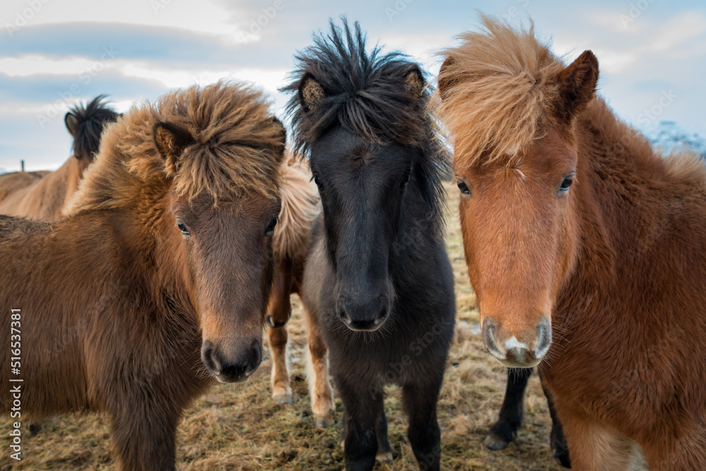 Fototapeta premium Portrait of three Icelandic horses