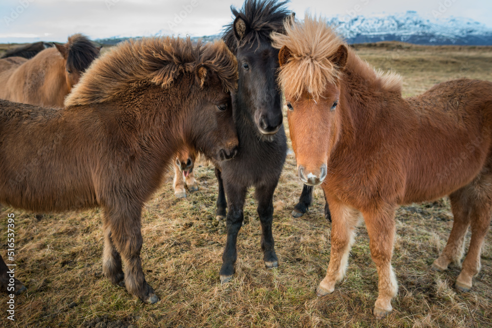Portrait of three Icelandic horses Portrait of three Icelandic horses