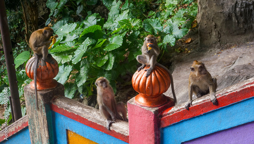Photography Monkey sitting and eating food on the colorful stairs up to Batu Caves, Kuala Lu