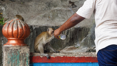 Photography Man feeds milk to a monkey from a baby bottle near Batu Caves, Kuala Lumpur, Mal