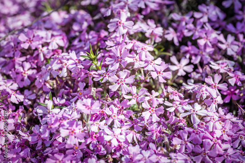 Flowers of Phlox subulata in the garden at springtime.