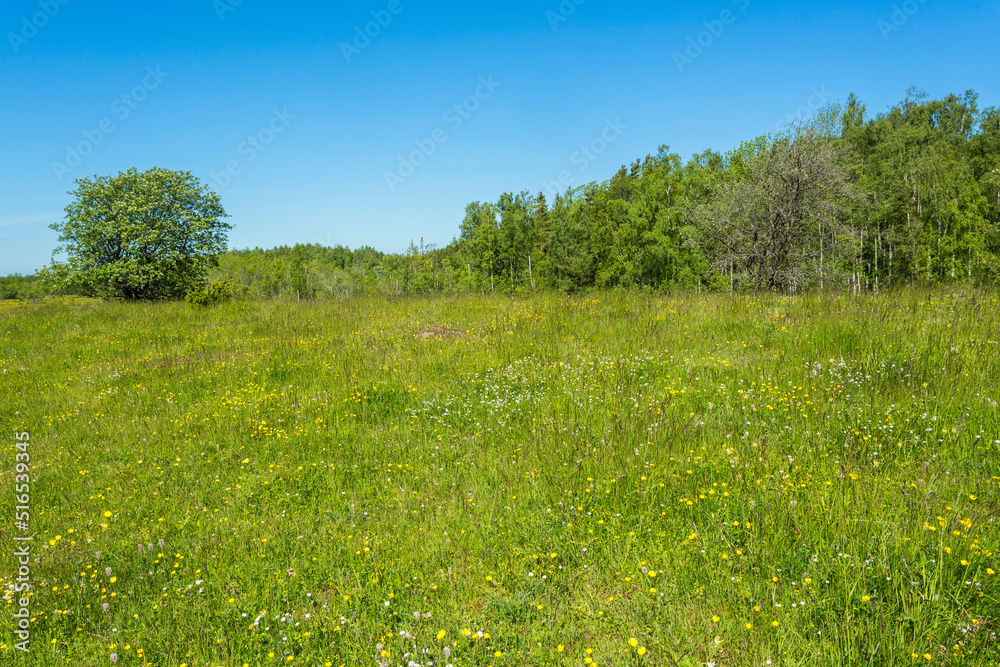 Idyllic summer meadow at edge of the forest Idyllic summer meadow at edge of the forest