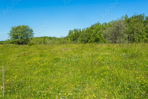 Idyllic summer meadow at edge of the forest