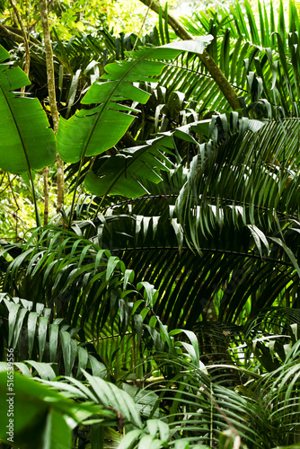 suriname jungle in amazon rainforest in south america