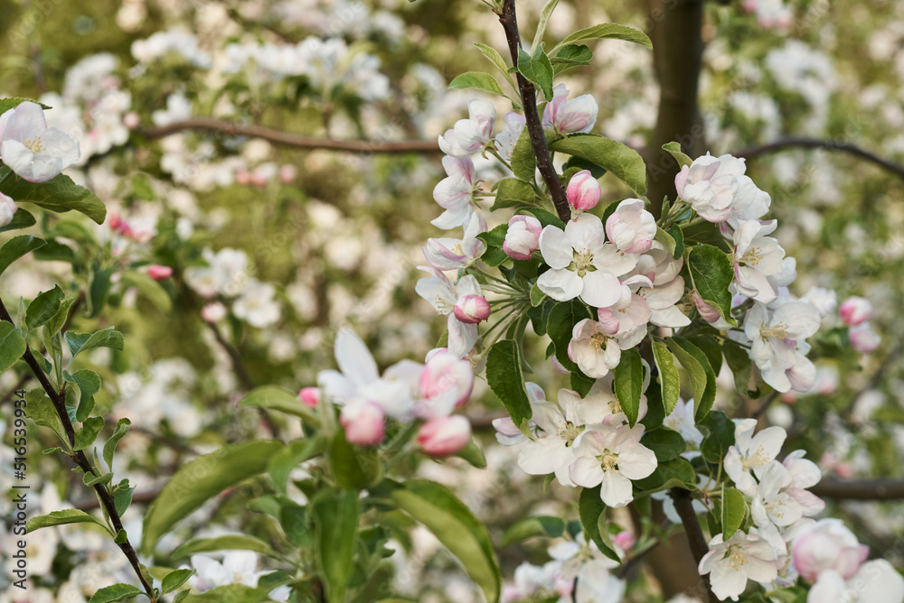 blooming tree