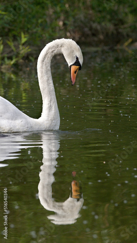 swan on the lake