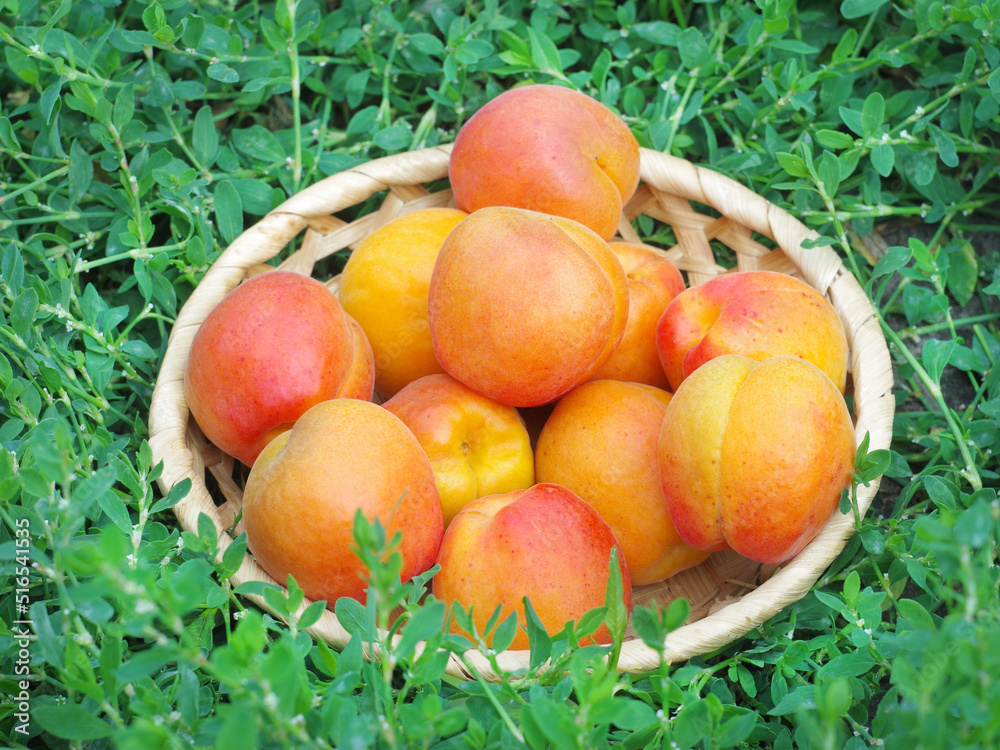 Apricot fruits on plate Apricot fruits on plate