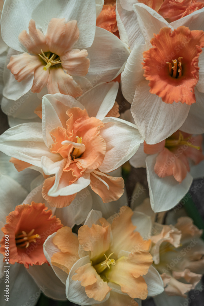 Bunch of Daffodils or Narcis Bunch of Daffodils or Narcis