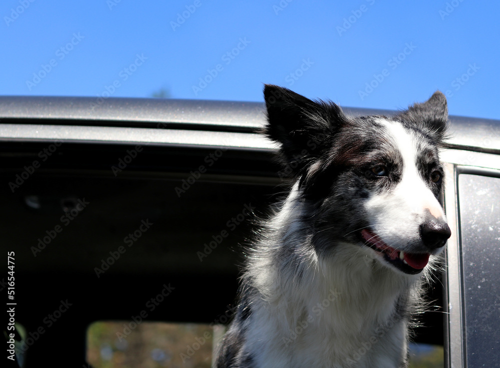 Obraz premium A black and white dog leaning out of a car window