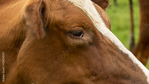 extreme Close-up portrait of a brown and white cow showing detail in fur and eye
