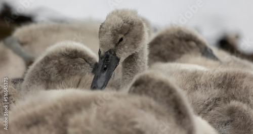 Fotografia Close-up image of a mute swan cygnet resting isolated from other cygnets