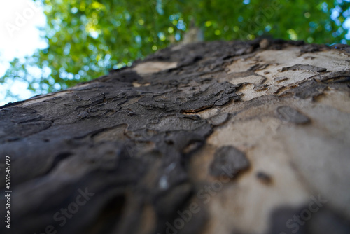 Bark, the texture of a bark photographed in daylight.