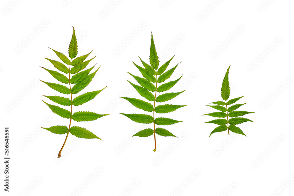 Set of Leaves Isolated on White Background with Clipping Path Set of Leaves Isolated on White Background with Clipping Path