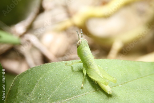 Green grasshopper macro in forest