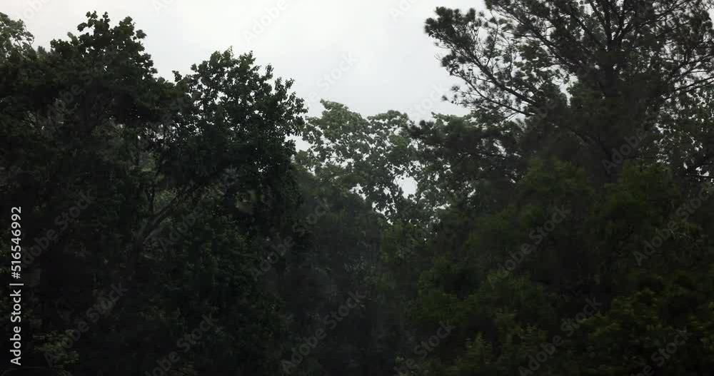 Trees moving in heavy rain and wind Trees moving in heavy rain and wind