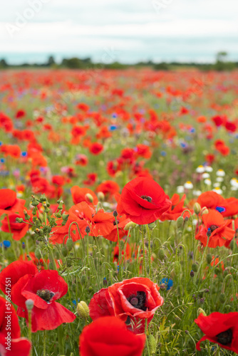 Poppies