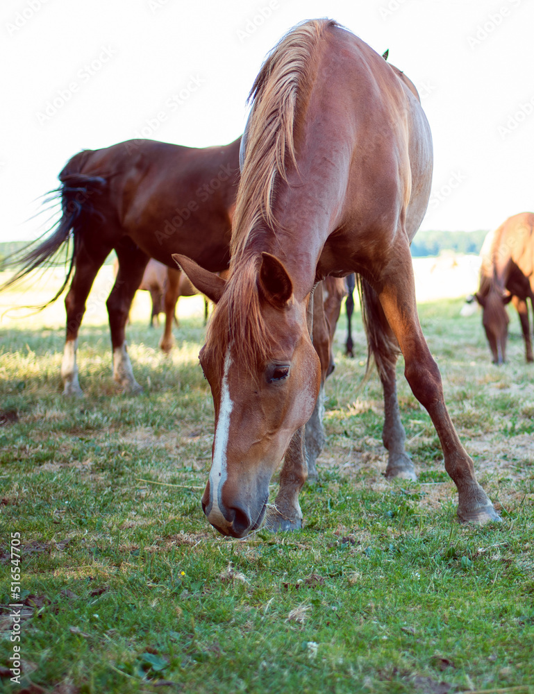 Fototapeta premium A horse of brown color eats grass on the background of a blurred field.