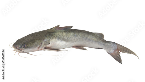 Raw catfish isolated on white background photo
