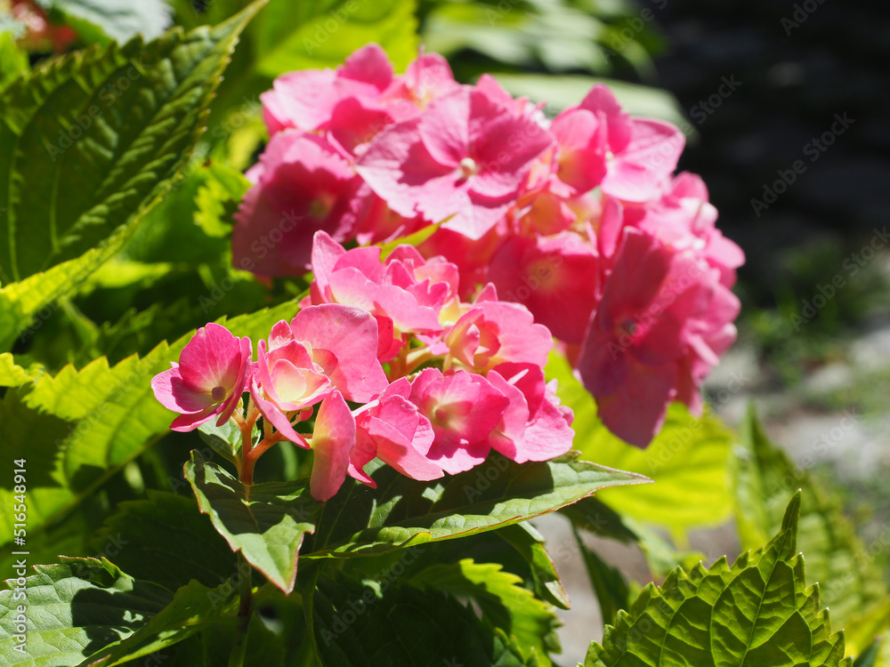 Fototapeta premium Pink hydrangea in the garden
