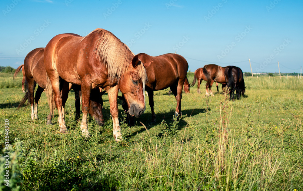 A herd of horses in a field in summer. Horses graze on the background of a blurred field A herd of horses in a field in summer. Horses graze on the background of a blurred field