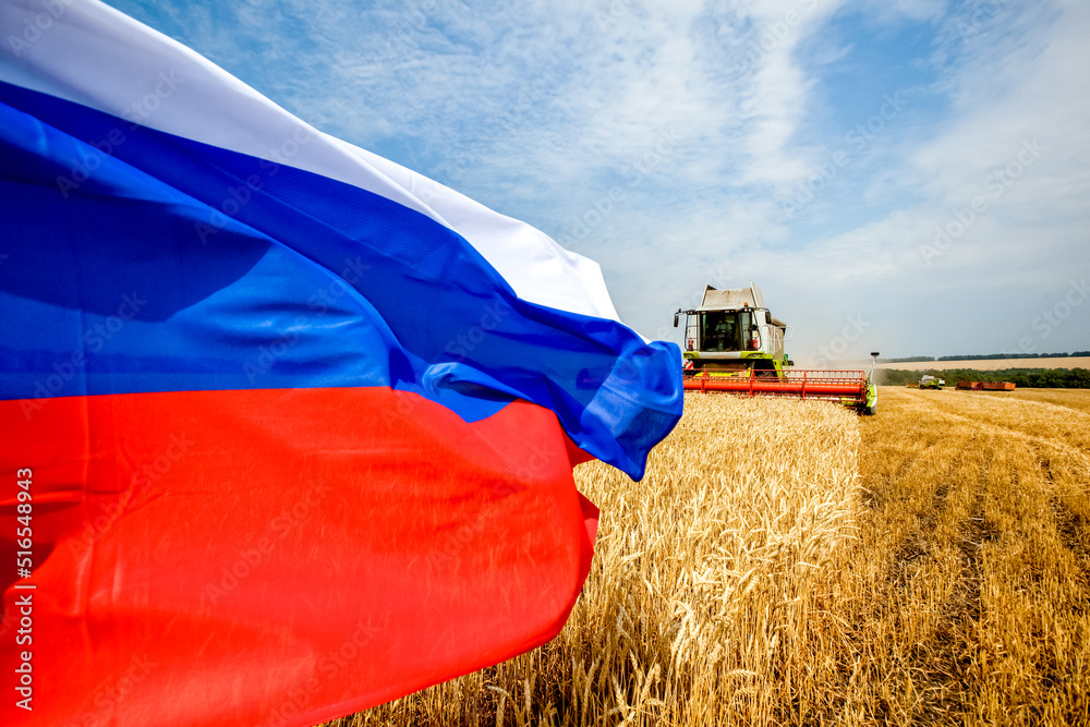 Wheat and rye field with Russian flag. Russian agriculture for export ...