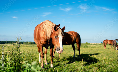 A horse of brown color eats grass on the background of a blurred field. © Olha