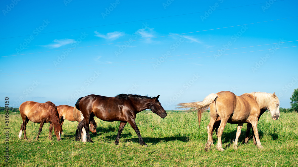 A herd of horses in a field in summer. Horses graze on the background of a blurred field