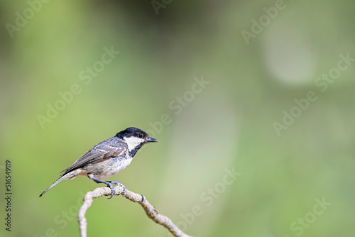 Parus major or common chickadee, is a species of passerine bird of the family of the titmouse photo