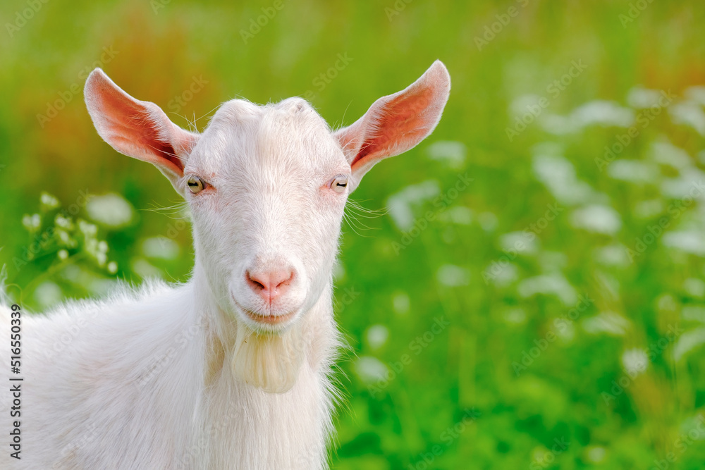 Young white goat in meadow. Livestock. Full-face portrait. Close-up. Looks into lens