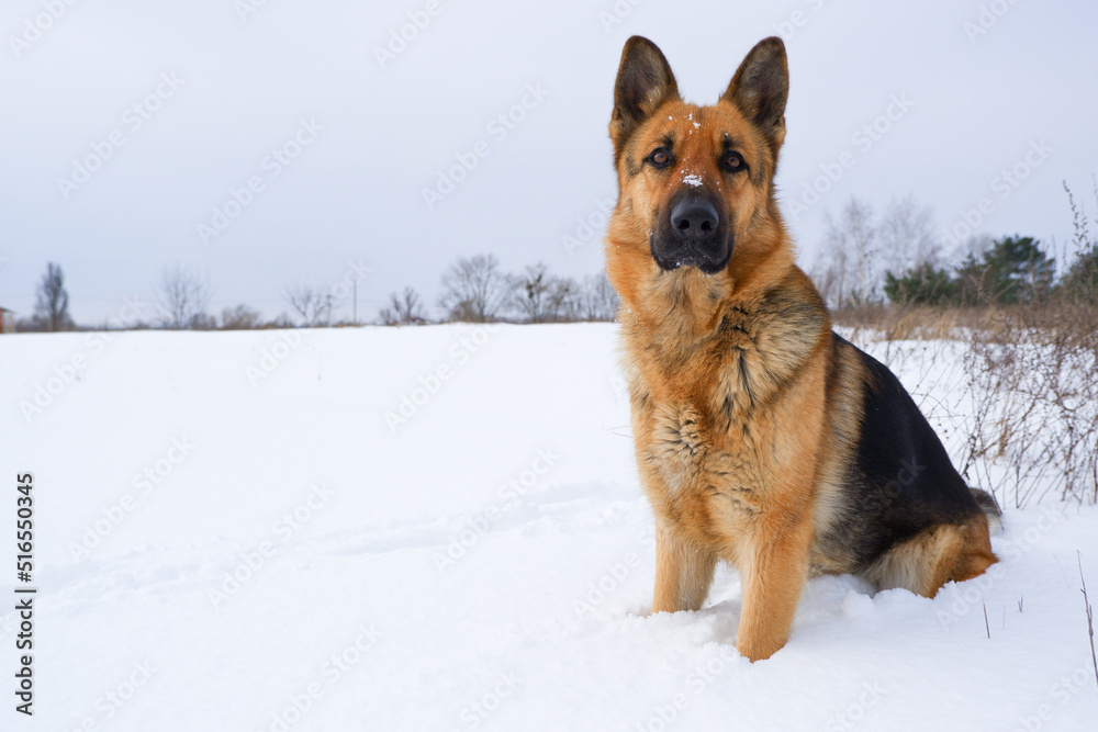 German young Shepherd dog performs the commands of the owner. German Shepherd sitting on the snow German young Shepherd dog performs the commands of the owner. German Shepherd sitting on the snow