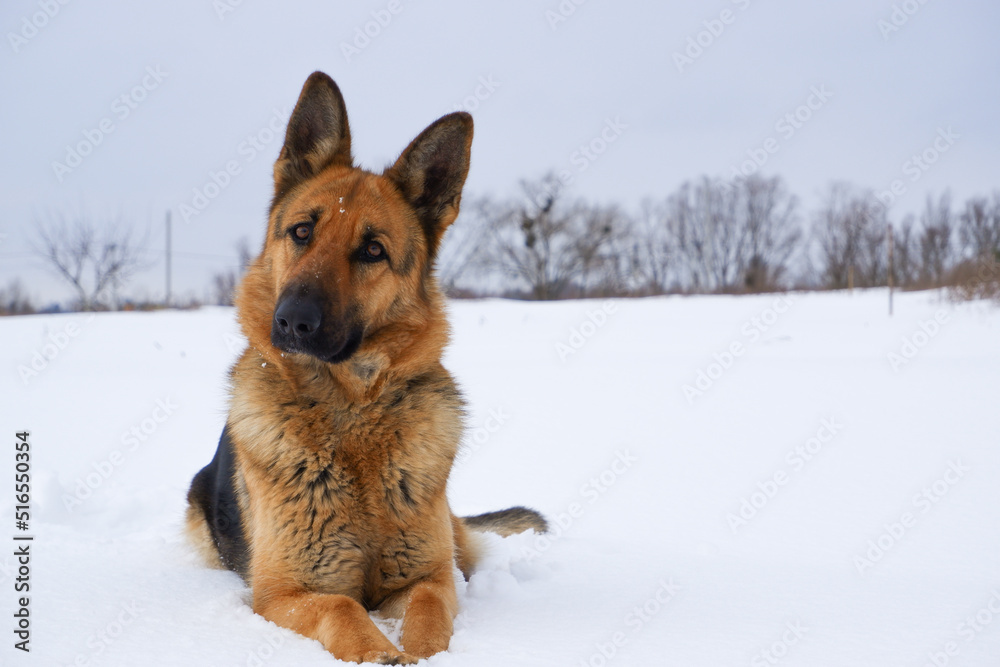 German Shepherd dog lying in the snow. German Shepherd Dog in winter. Dog performs the commands of the owner. German Shepherd dog lying in the snow. German Shepherd Dog in winter. Dog performs the commands of the owner.