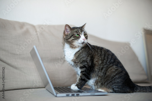 Cute cat using laptop computer on couch at home living room © Zelma