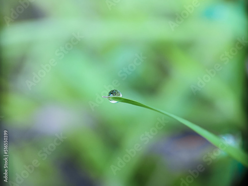 Dewdrop on the leaf  macro photography  extreme close up