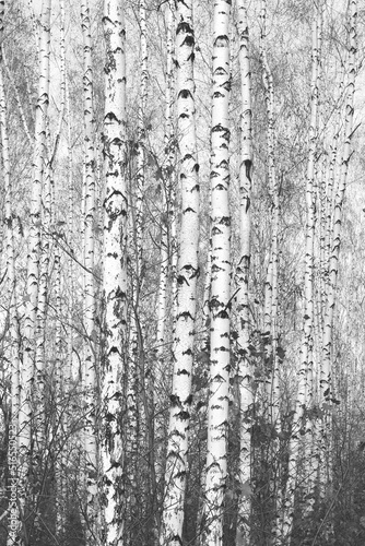 Young birches with black and white birch bark in winter