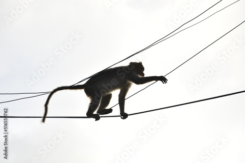 monkey walking on a transmission line in the mid of a busy street in kotagiri photo