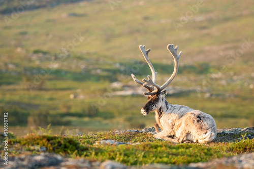 Large domestic reindeer, Rangifer tarandus resting during summer morning in Urho Kalevo Kekkonen National park, Northern Finland, Europe