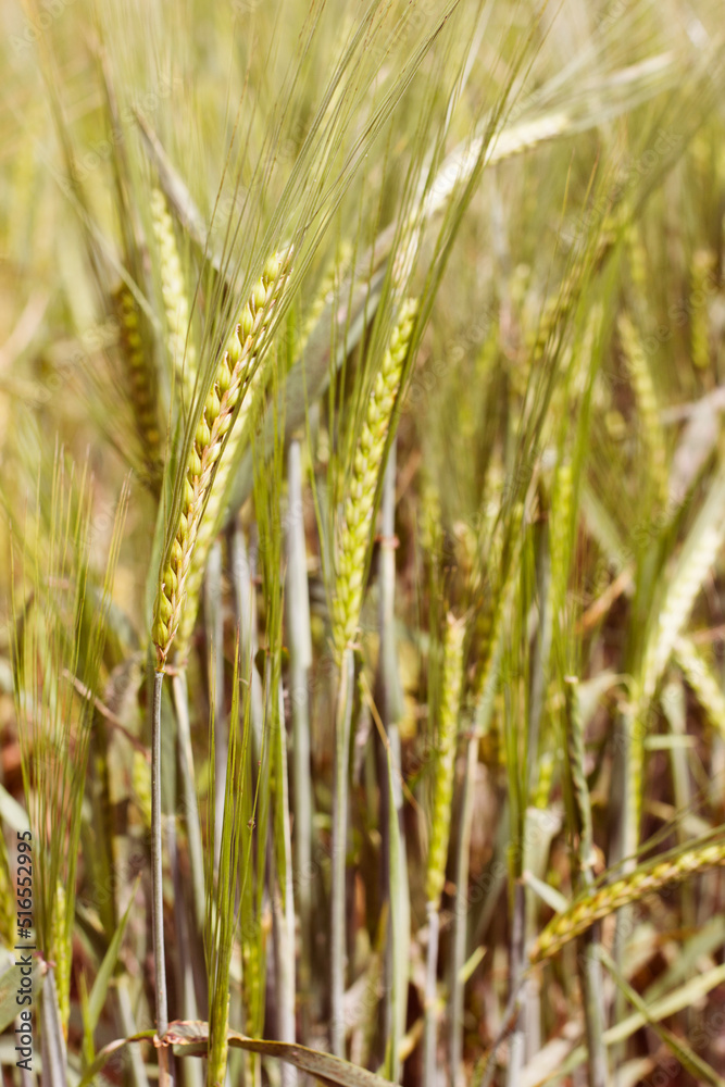ears of wheat on field ears of wheat on field