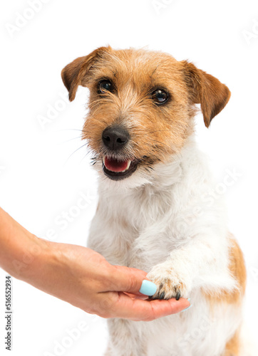 dog gives a paw on a white background