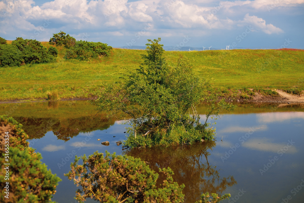 Beautiful nature lake in summer