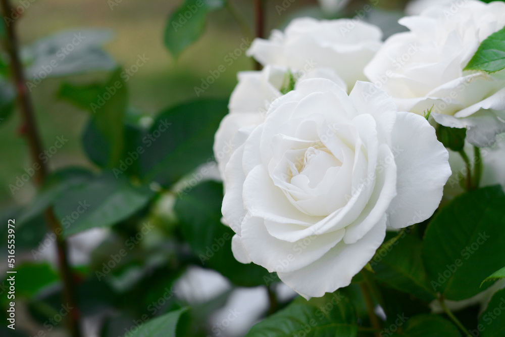 Beautiful blooming rose bush outdoors, closeup view Beautiful blooming rose bush outdoors, closeup view