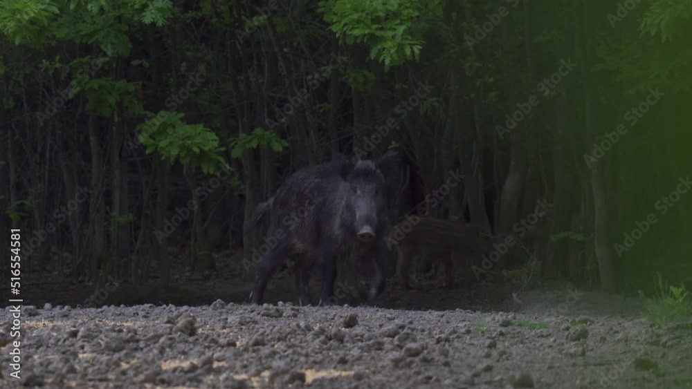 Wild pigs herd in the forest Wild pigs herd in the forest