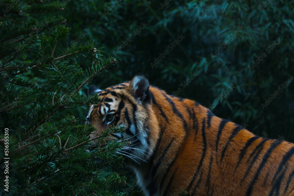 Beautiful tiger in the wild. Wildcat, predator.