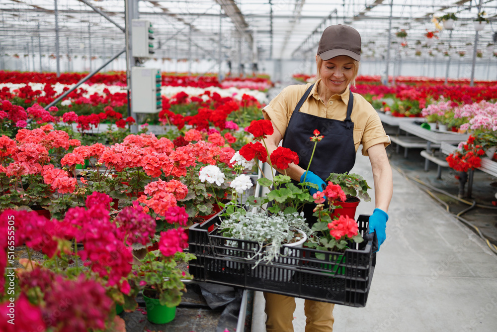 Woman puts flowers in a box picking up an order in a greenhouse