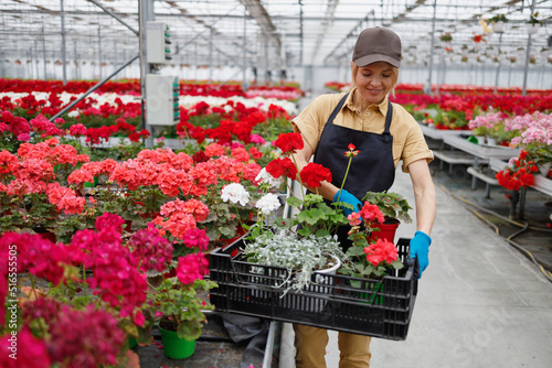 Woman puts flowers in a box picking up an order in a greenhouse