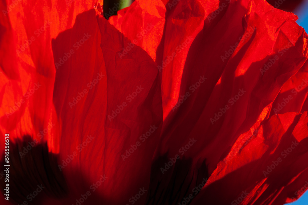 Oriental poppy petals close-up in the morning sun