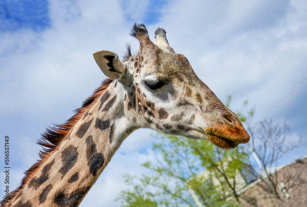 Young Giraffe (Giraffa Camelopardalis) with Food on its Face from a Delicious Meal Young Giraffe (Giraffa Camelopardalis) with Food on its Face from a Delicious Meal