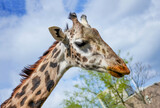 Young Giraffe (Giraffa Camelopardalis) with Food on its Face from a Delicious Meal	