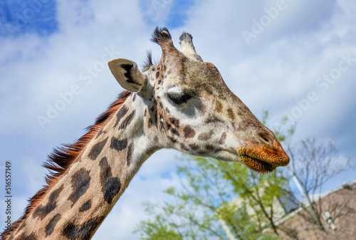 Photography Young Giraffe (Giraffa Camelopardalis) with Food on its Face from a Delicious Me