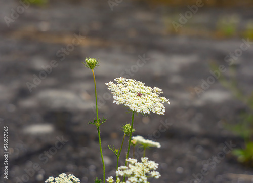 Close-up view of the inflorescence of Seseli libanotis also known as moon carrot, mountain stone-parsley or - summer wild herb with many white flowers. Selective focus, blurred background photo